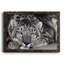 Snow Leopard Sanctuary - Photographie de cadre photo sur toile-31959852-31959851