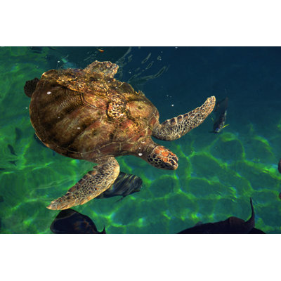 Tortues de mer Égée III