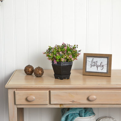 Sedum et eucalyptus en pot