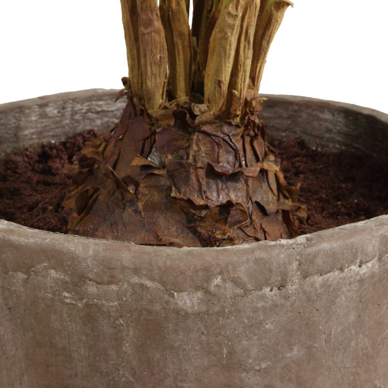 Zamia Uttermost dans un pot de fleurs