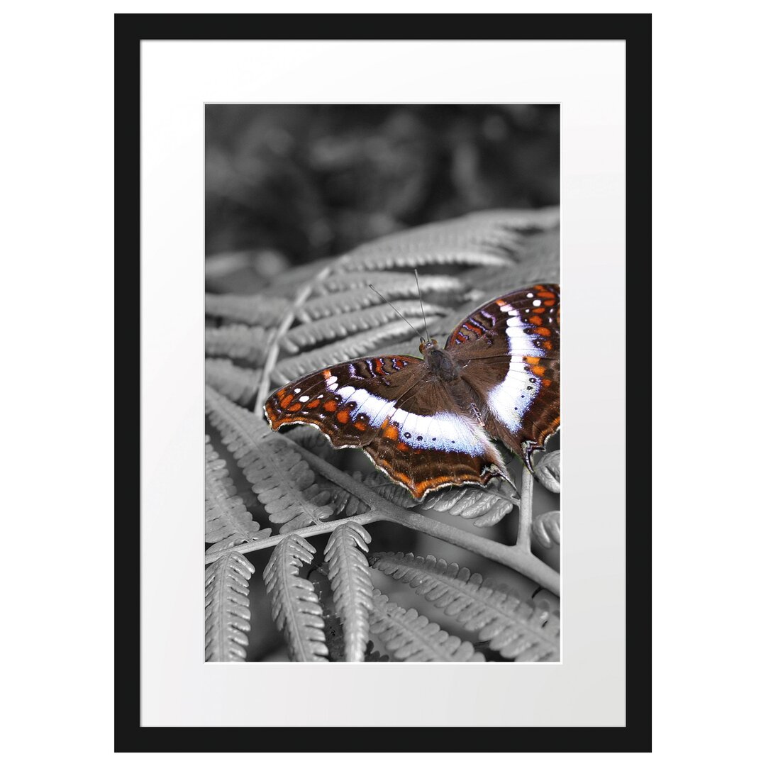 Gerahmtes Poster Schmetterling auf Farnblatt