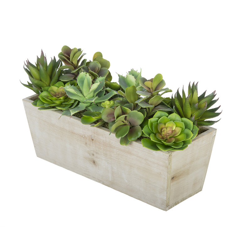 Plante grasse artificielle 5 po en pot, Blanc