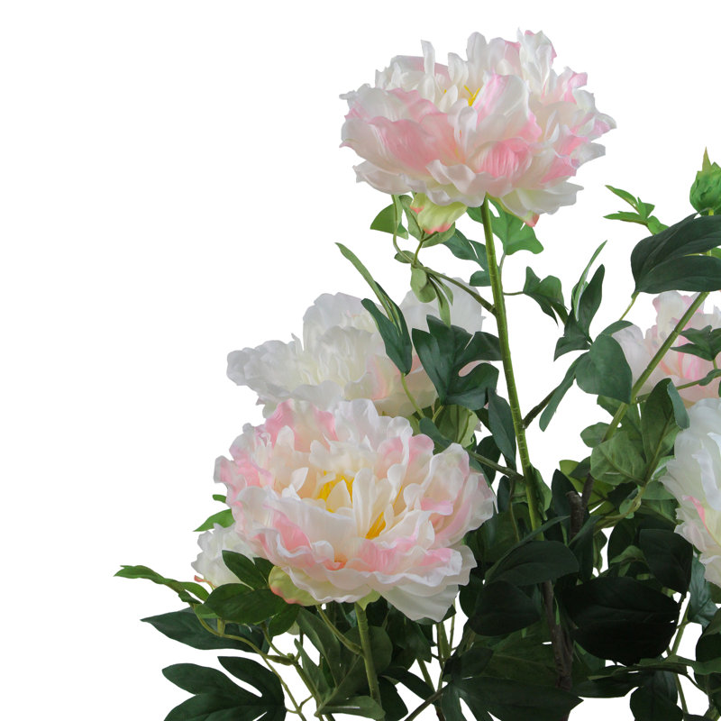 Pivoine verte et brune en pot