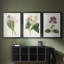 Antique Botanical Collection IV - reproduction encadrée sur mesure de qualité supérieure - 3 pièces-927739184-927739190