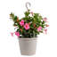 Rocktrumpet in Nursery Pot