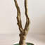 Olive artificielle Ashwell avec pot blanc-155919474