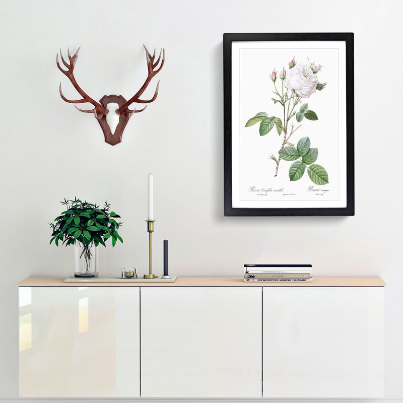 Cabbage Rose in Pale Pink by Pierre-Joseph Redoute - Picture Frame Art Print, Black Framed, 36cm H x 27cm W x 2cm D