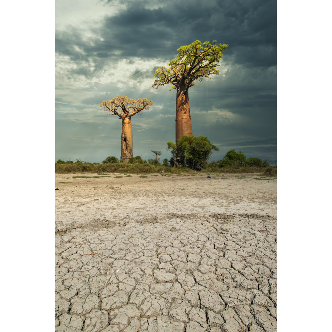 Baobab-Bäume im trockenen Boden