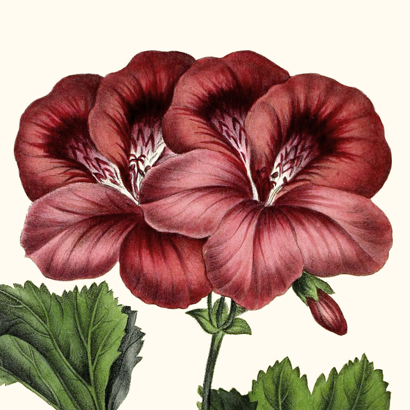Cropped Antique Botanical IX by Vision Studio - Wrapped Canvas Print, 30cm H x 30cm W
