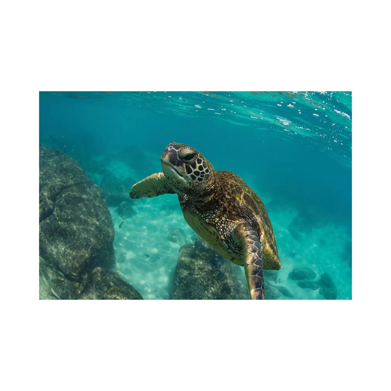 Green Sea Turtle Swimming In The Pacific Ocean, Hawaii, USA by Panoramic Images - Wrapped Canvas Print