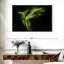 Perruche Brampt Alexandrine-107833815