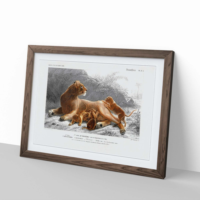 African Lion With Cubs by Charles D' Orbigny - Single Picture Frame Painting, Walnut Framed, 33cm H x 45cm W x 2cm D