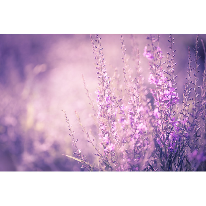Fond de fleurs sauvages par Jasmina007, H 24 po x l 36 po