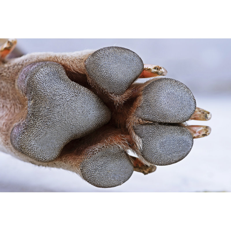 «Closed Dog's Paw» par Adisak Mitrprayoon, H 20 po x l 30 po