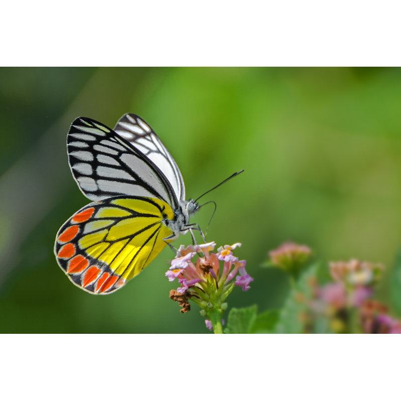 Photographie de papillon sur toile Jezebel, H 12 po x l 18 po
