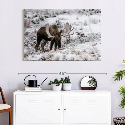 Brampt Alaskan Winter Moose