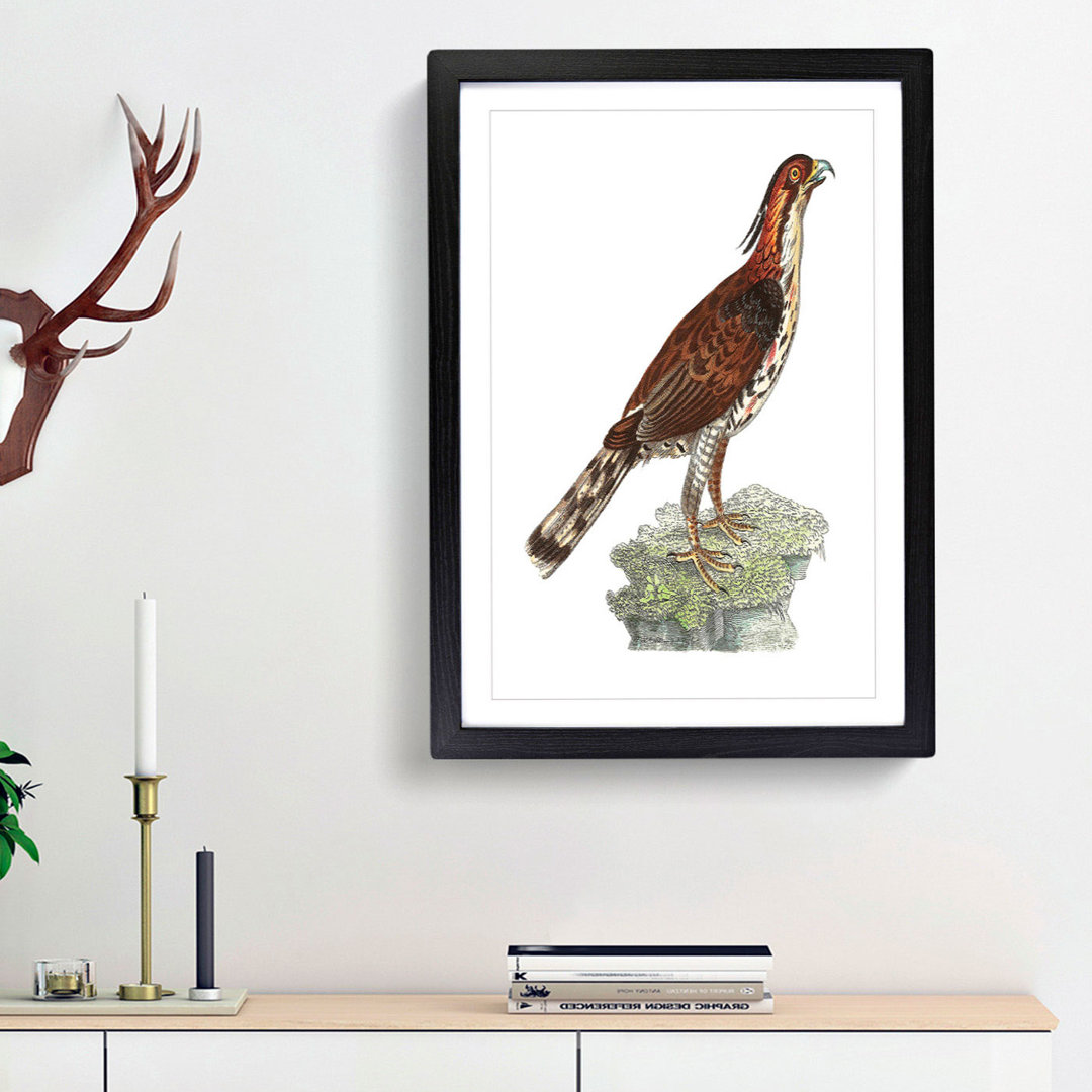 Falcon by George Shaw - Framed Print
