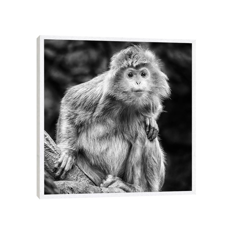 Curious 1 Piece Wall Art on Canvas, 66.04 cm H x 66.04 cm W, White Framed