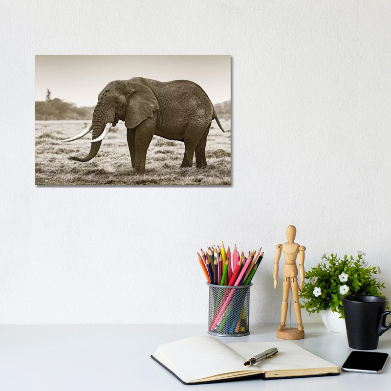 Resting Elephant by Klaus Tiedge - Wrapped Canvas Print, 20.32 cm H x 30.48 cm W