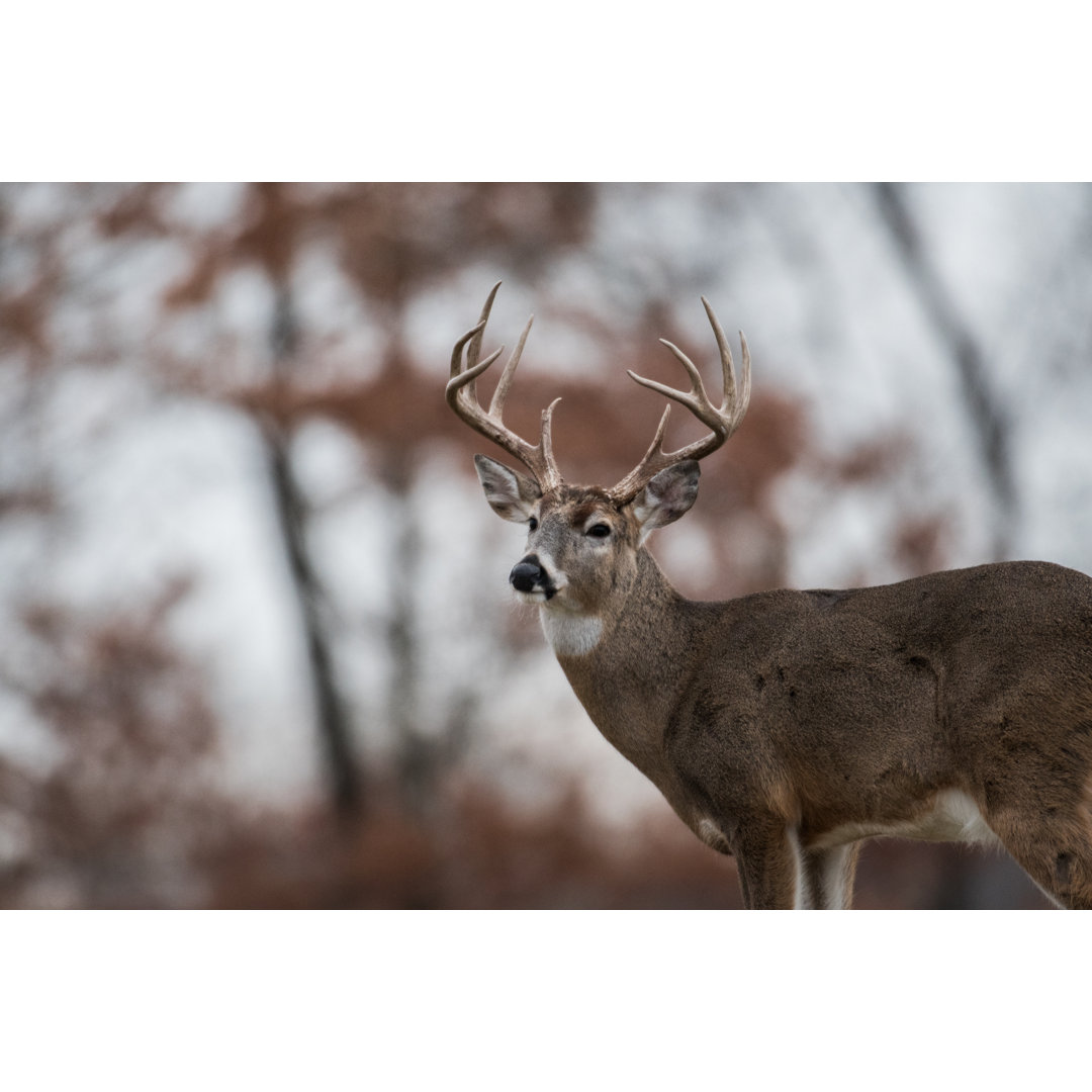 Whitetailed Deer Buck - Wrapped Canvas Print