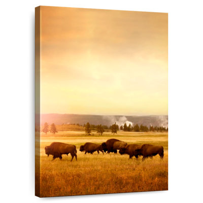 Roaming Bison Herd
