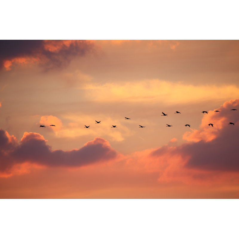 Birds In Flight - Wrapped Canvas Print, 81cm H x 122cm W x 3.8cm D