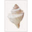 Sea Shell 11 Print by Rita Taverni-594523673-594523679