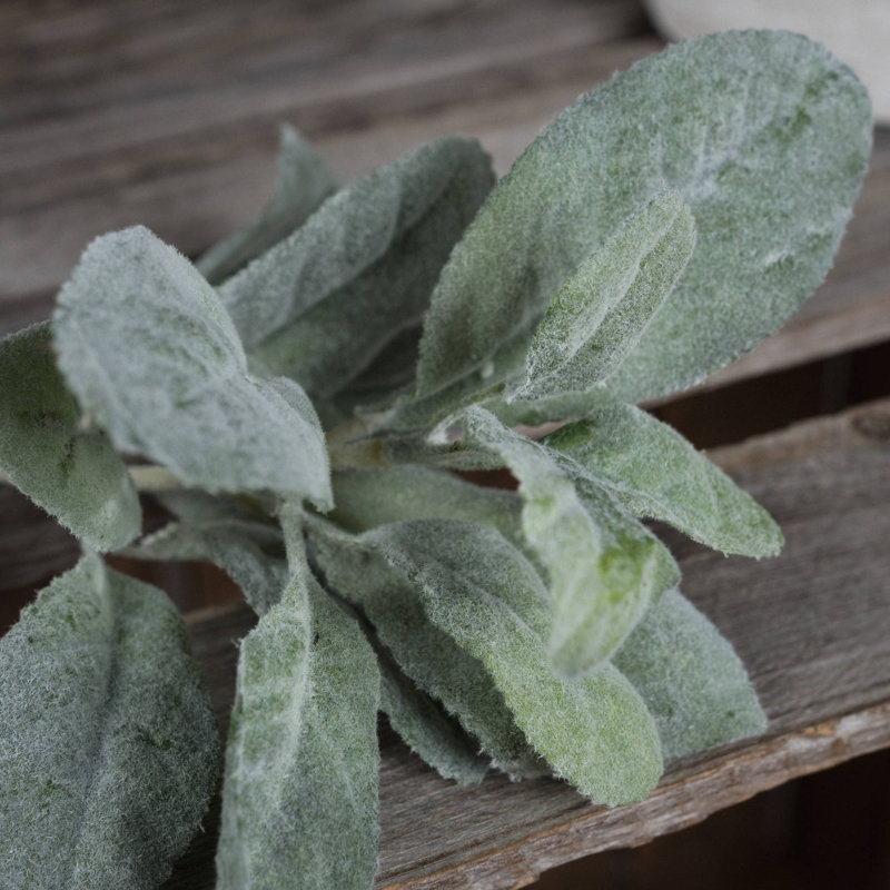 35cm Plant