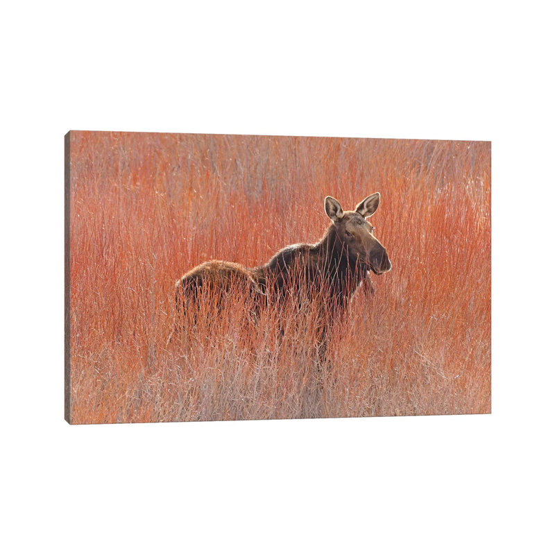 Moose In The Willows by Brian Wolf - Wrapped Canvas Print, 30.48cm H x 45.72cm W x 1.91cm D