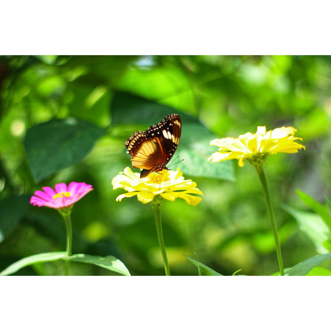 Schmetterling - Ohne Rahmen Kunstdrucke auf Leinwand