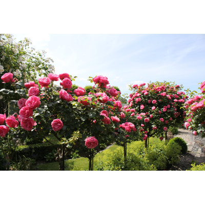 Beautiful Pink Rose Trees - Photographie sur toile tendue