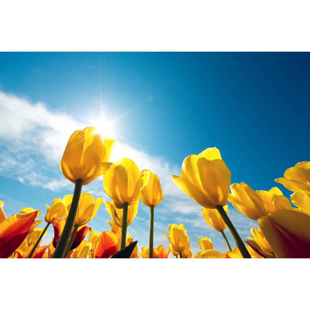 Gelbe Tulpen von Borchee - Druck ohne Rahmen auf Leinwand