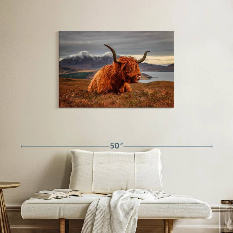 Vache Highland sentant le vent, H 24 po x l 36 po