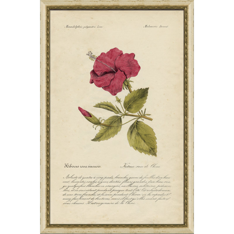 Tropical hibiscus - cadre photo, impression sur papier