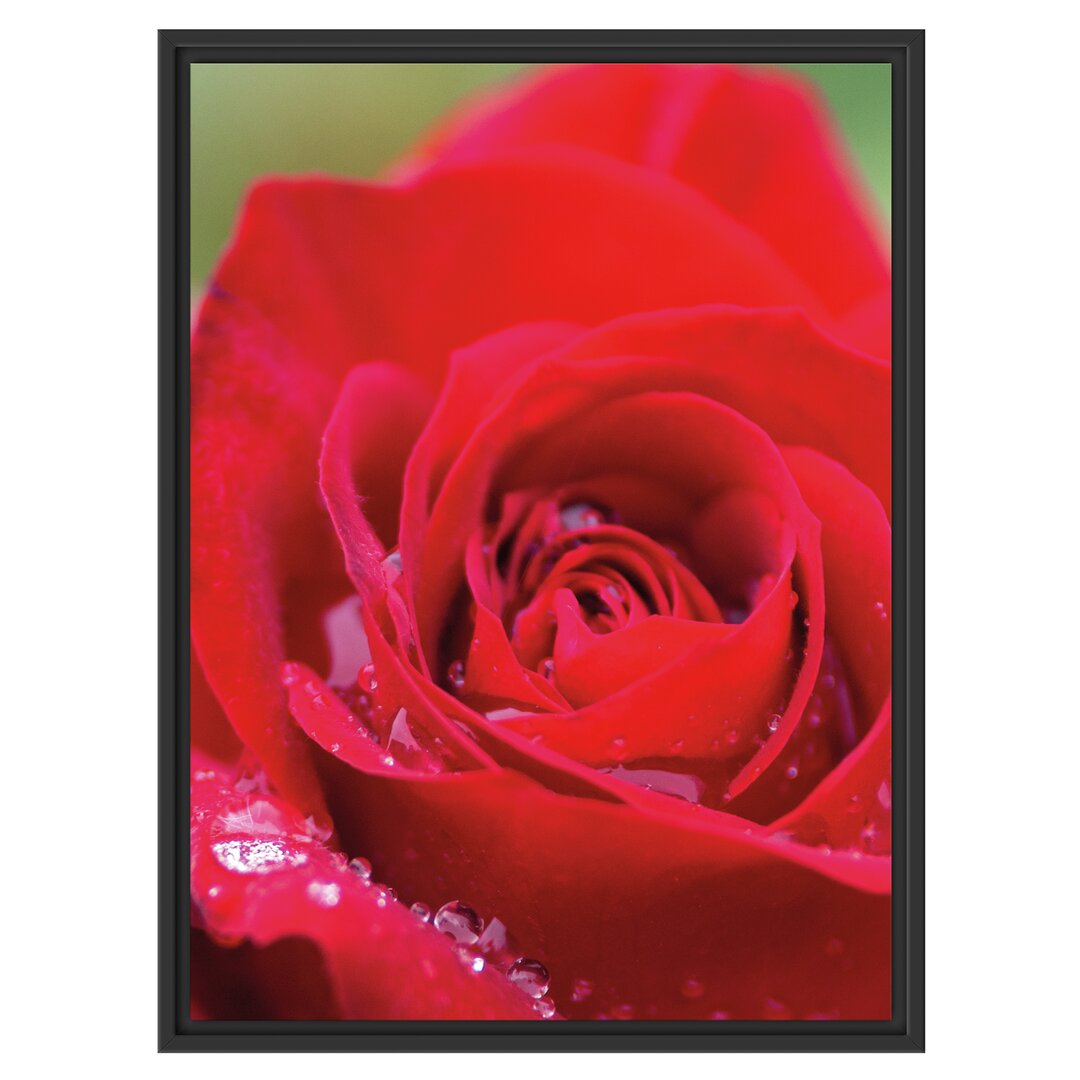 Gerahmtes Wandbild Rose mit Wassertropfen