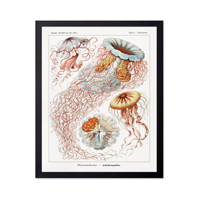 Ernst Haeckel - Méduse
