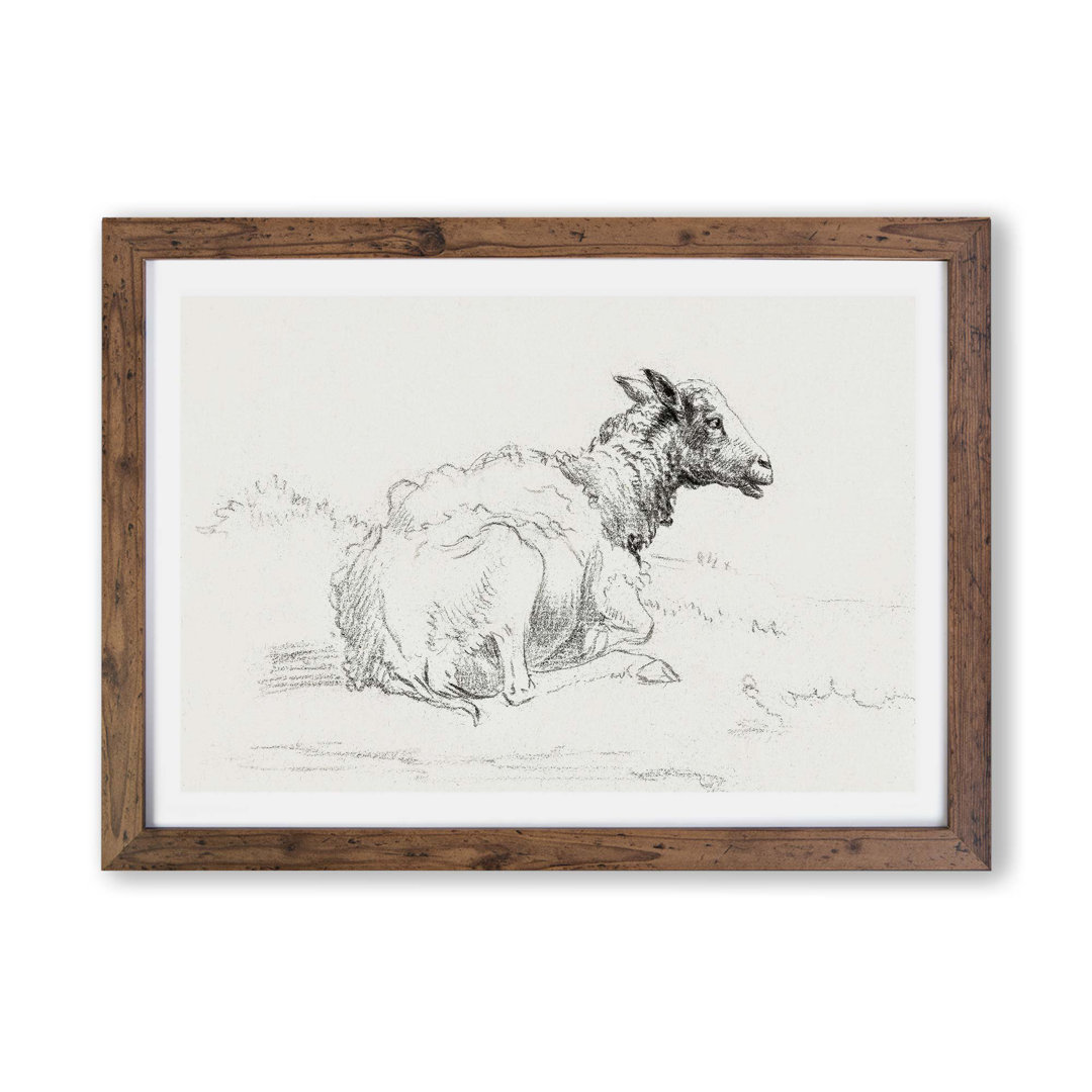 A Lying Sheep by Jean Bernard - Framed Print