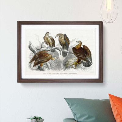 Collection of Eagle Birds by Oliver Goldsmith - Picture Frame Painting