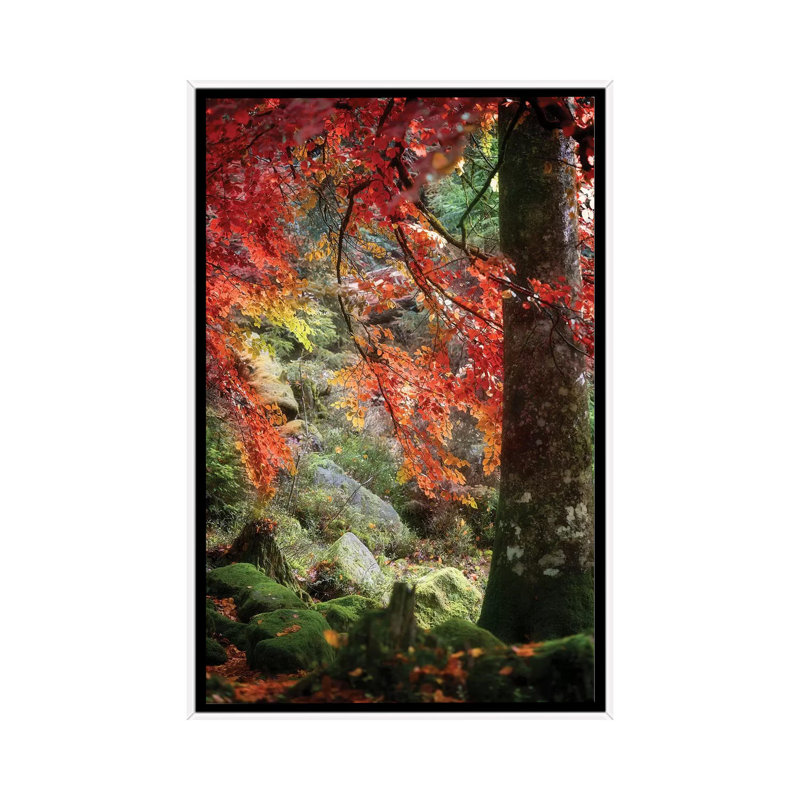 Rock Garden by Philippe Sainte-Laudy - Print on Canvas, White Framed, 66.04 cm H x 45.72 cm W
