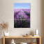 Lavande française Alvord Provence-108628662