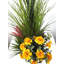Marigold Medows en pot