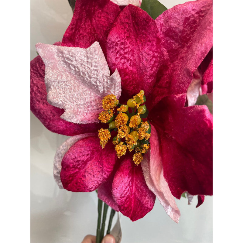 Tiges de poinsettia