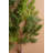  Artificial Cedar Spray for Home Decor – Faux Greenery Stem for Vase and Holiday Styling, 27" (Set of 6)