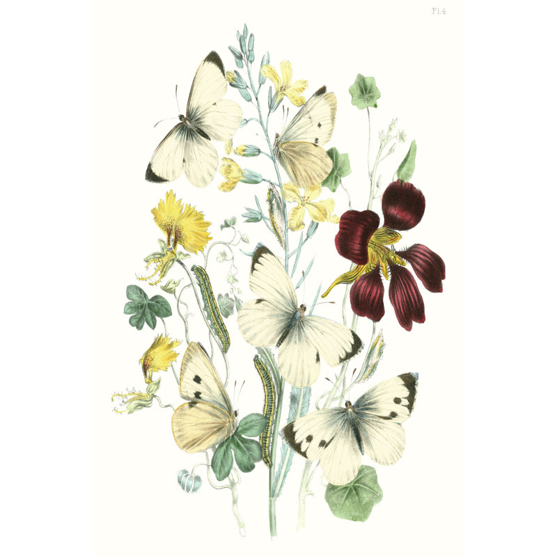British Butterflies IV - Painting Print, 122cm H x 81cm W, Wrapped Canvas