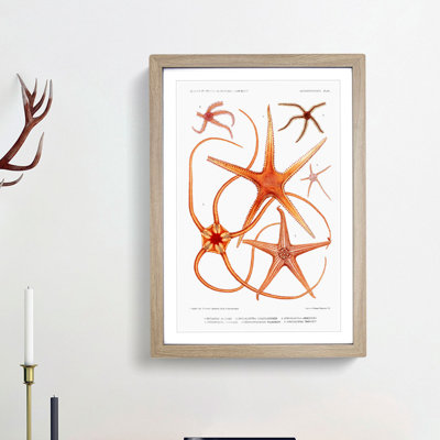 Star Fish Varieties by Albert I - Framed Print