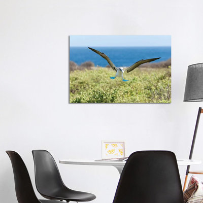 Blue-Footed Booby Landing, Galapagos Islands, Ecuador 1 Piece Wrapped Canvas Wall Art