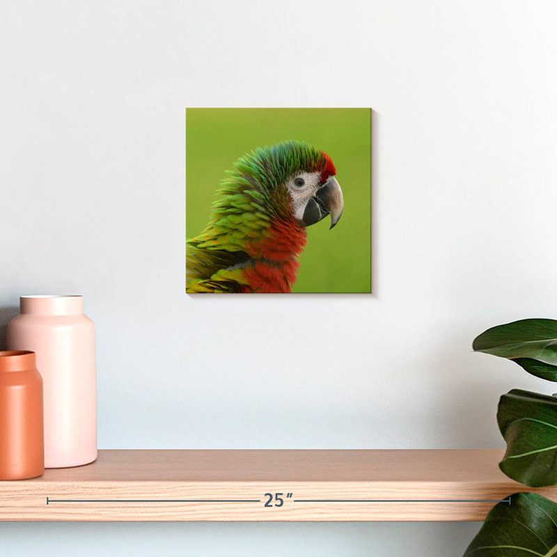 Brampt Macaw Bird Head, 10" H x 10" W