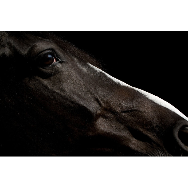 Black Horse Portrait by Kerkla - No Frame Print on Canvas, 20cm H x 30cm W