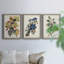 Pl 107 Canada Jay - ensemble de 3 peintures sur toile encadrées-768052229-768052226