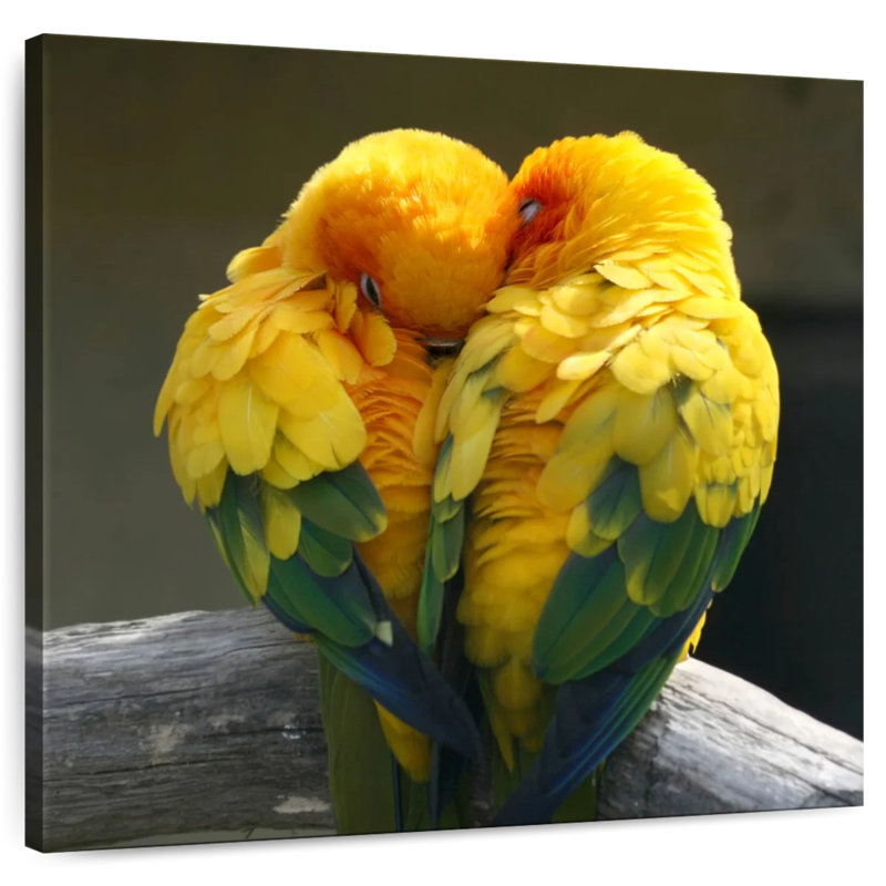 Brampt Lovebirds Snuggle